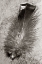 Picture of FEATHER SHADOW IV