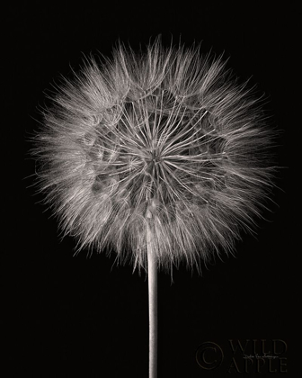 Picture of DANDELION FLUFF ON BLACK