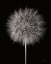 Picture of DANDELION FLUFF ON BLACK