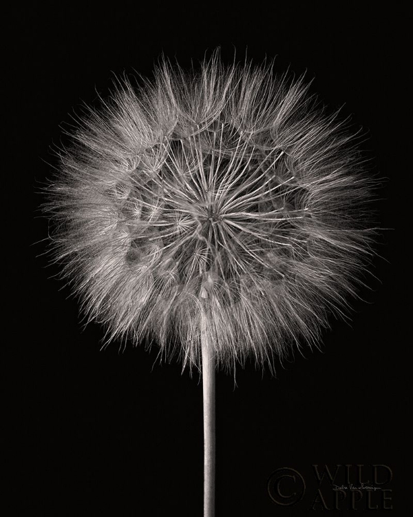 Picture of DANDELION FLUFF ON BLACK