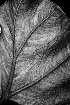 Picture of ELEPHANT EAR II