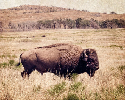 Picture of BUFFALO I