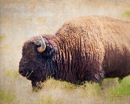 Picture of BUFFALO II