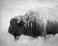 Picture of BUFFALO II BW