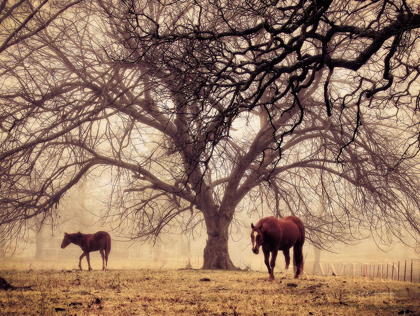 Picture of MORNING CALM II