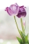 Picture of TULIP TIME II