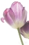 Picture of TULIP TIME IV