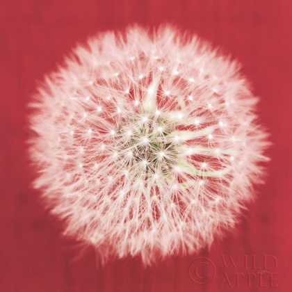 Picture of DANDELION ON RED I