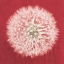 Picture of DANDELION ON RED I