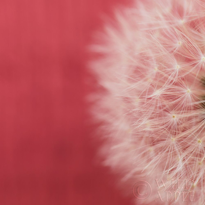Picture of DANDELION ON RED II