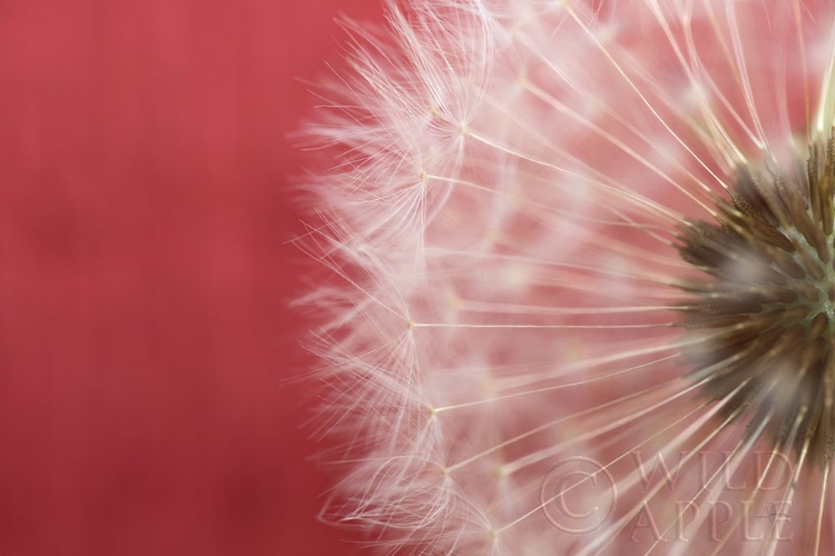 Picture of DANDELION ON RED III