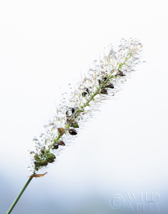 Picture of SEEDS AND WATER I