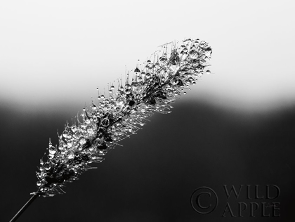 Picture of SEEDS AND WATER II