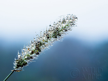 Picture of SEEDS AND WATER III