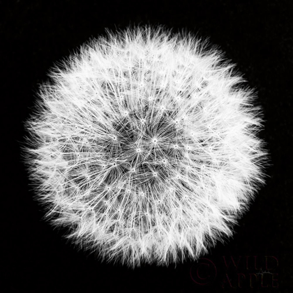 Picture of DANDELION ON BLACK I