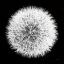 Picture of DANDELION ON BLACK I