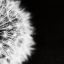 Picture of DANDELION ON BLACK II