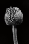 Picture of ALLIUM I