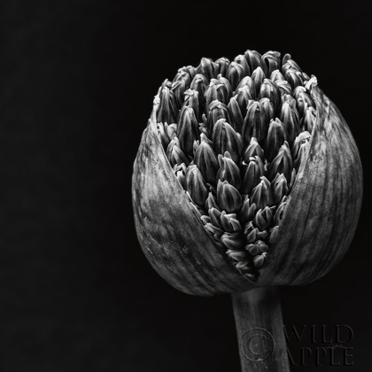 Picture of ALLIUM II