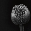 Picture of ALLIUM II