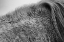 Picture of HORSE HAIR