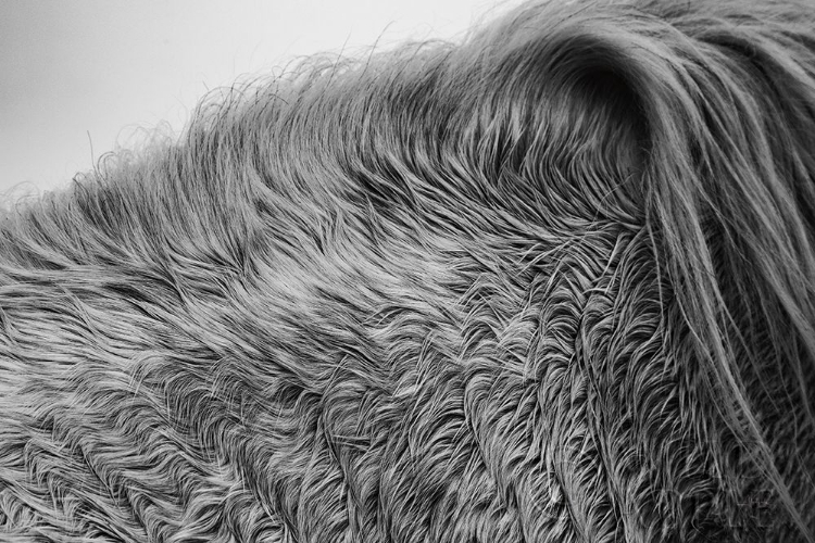 Picture of HORSE HAIR