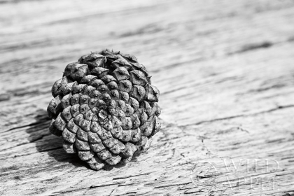 Picture of PINECONE