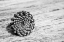 Picture of PINECONE