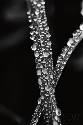 Picture of WATER DROPLETS