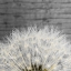 Picture of DELICATE DANDELION