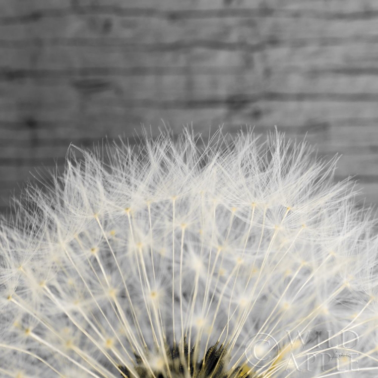 Picture of DELICATE DANDELION