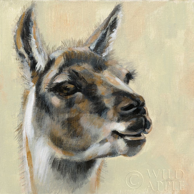 Picture of LLAMA PORTRAIT