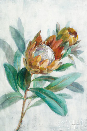 Picture of TROPICAL PROTEA