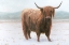 Picture of KING OF THE HIGHLAND FIELDS