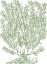 Picture of MOSSY BRANCHES II