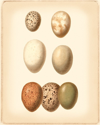 Picture of BIRD EGG STUDY II