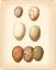 Picture of BIRD EGG STUDY II