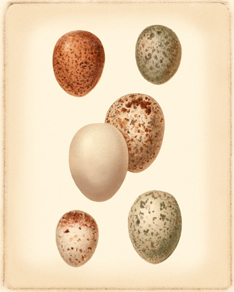 Picture of BIRD EGG STUDY III