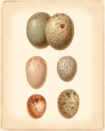 Picture of BIRD EGG STUDY IV