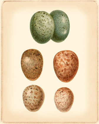 Picture of BIRD EGG STUDY V