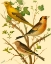 Picture of DOMESTIC BIRD FAMILY VI