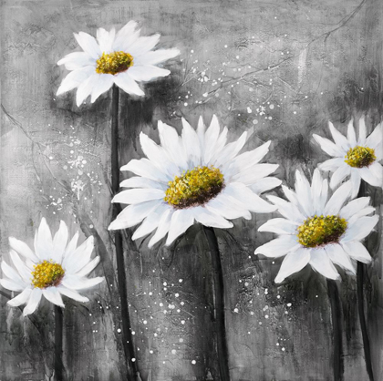 Picture of DAISIES