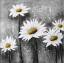 Picture of DAISIES