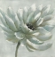 Picture of WHITE CHRYSANTHEMUM