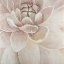 Picture of DELICATE CHRYSANTHEMUM