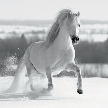 Picture of CRINIÈRE DE NEIGE