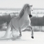Picture of CRINIÈRE DE NEIGE