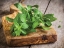 Picture of FOOD 1