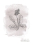 Picture of PLANCHE BOTANIQUE 3