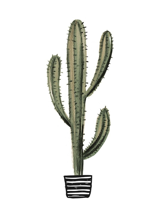 Picture of CACTUS 3